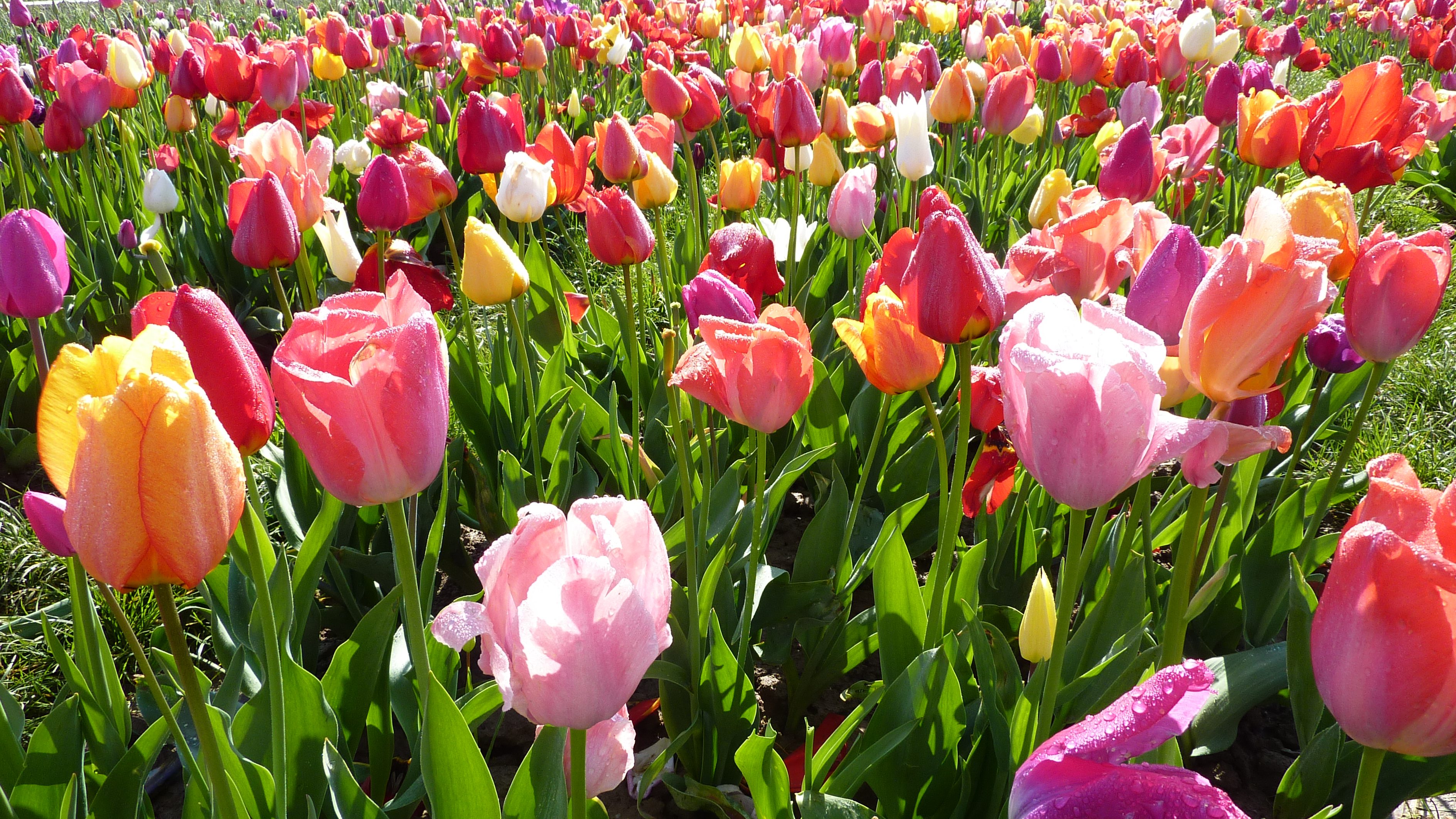 farbenfrohes Blumenmeer