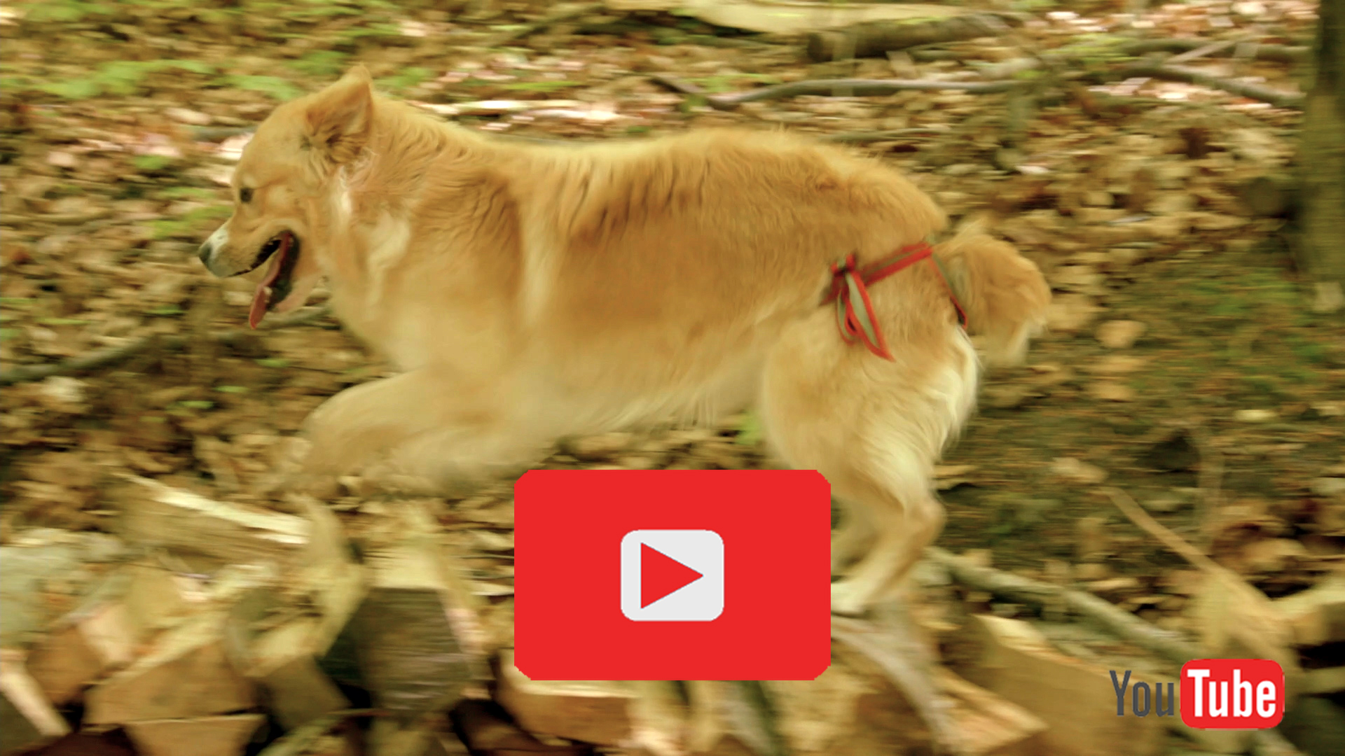 Petite mit Piccobello Hundewindel Petite mit Windel
