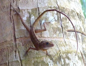 Gecko